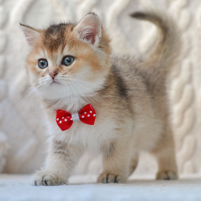 Киів. Милий британчик