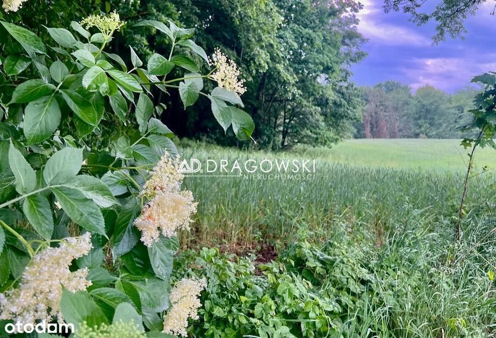 Atrakcyjne 2 działki budowlane z "WZ" + media - Widok 5