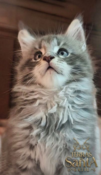 MAINE COON  entrego com Lop