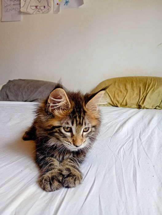 Última gatinha tobby  com lop de  reprodução