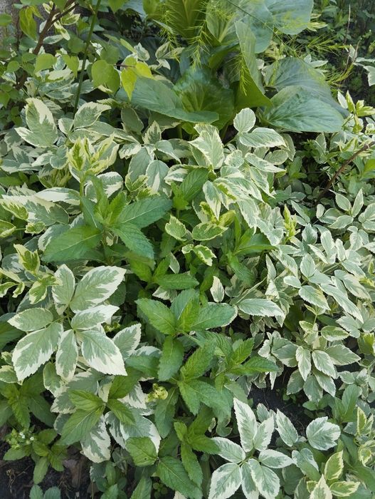 Продам дерен ростки