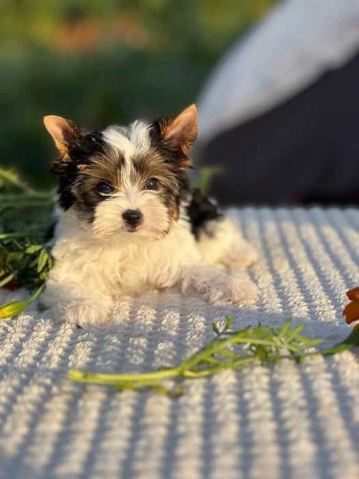 Міні Бівер-йоркширський тер'єр дівчинка