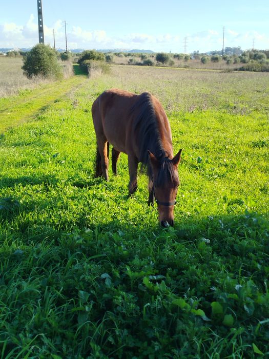 Vendo poldro castanho com dois anos mansinho