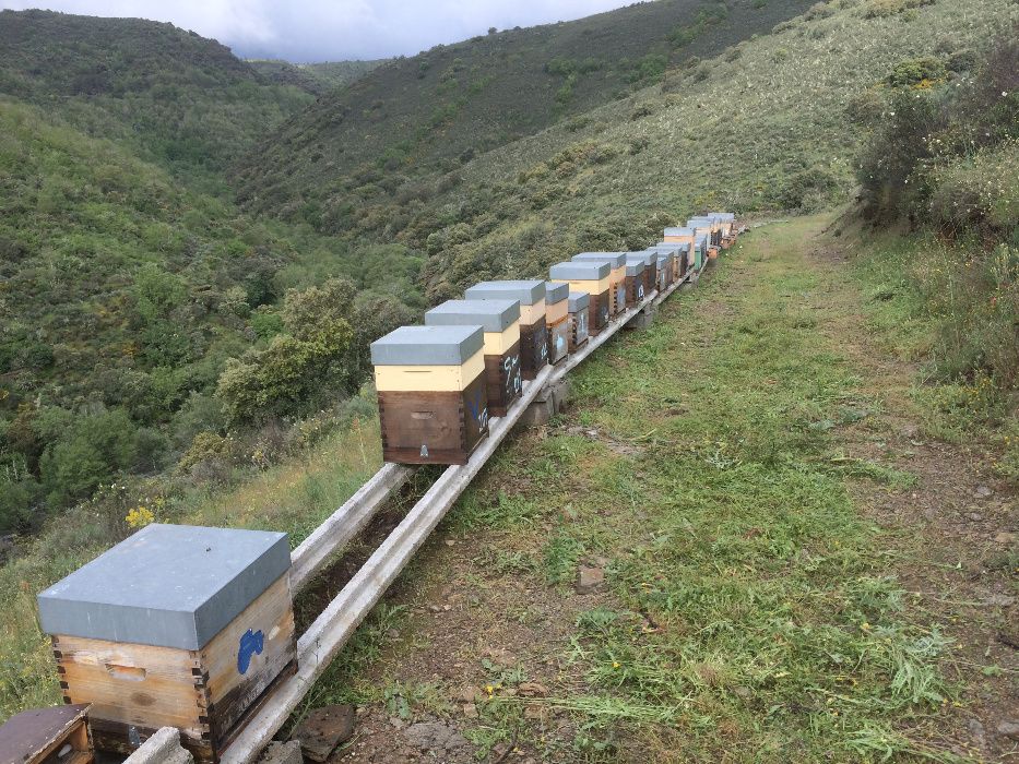 Mel de tras os montes -Pinelo - Vimioso (foto real)