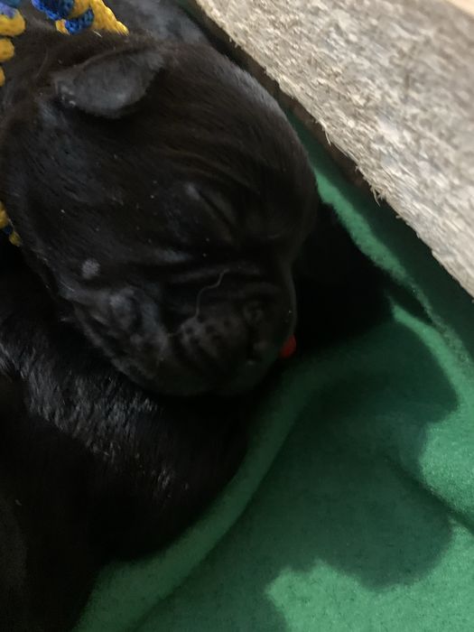 Лабрадор ретрівер  цуценята