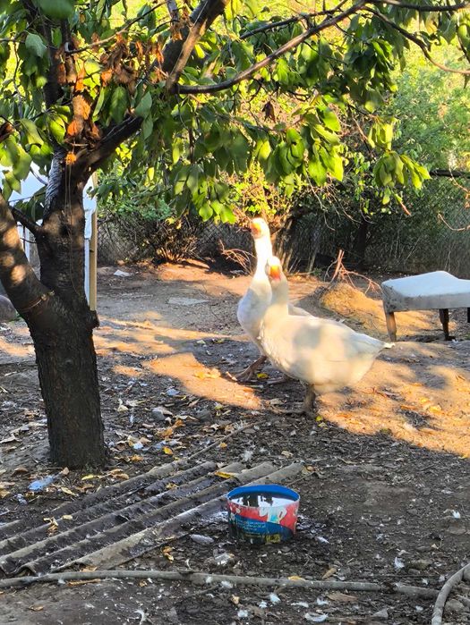 Гуси и бройлер под заказ