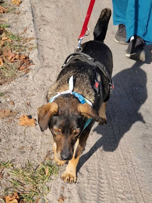 Portos i Aramis pragną ciepłego domu. Pokochasz?