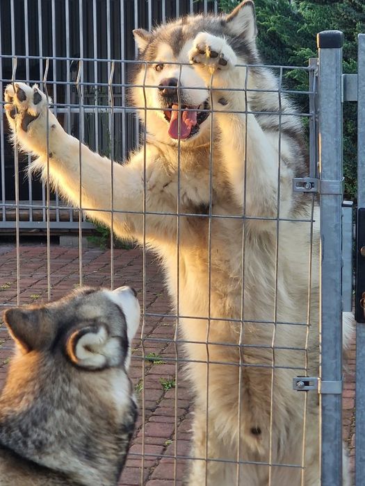 Zapowiedź miotu Alaskan Malamute ZKwP/FCI
