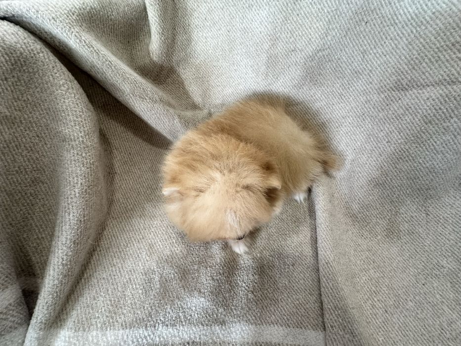 Lulu da pomerânia / spitz alemão anão, com LOP