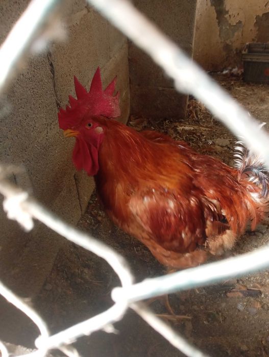 Galos vermelhos a partir de 3 kilos e brancos também