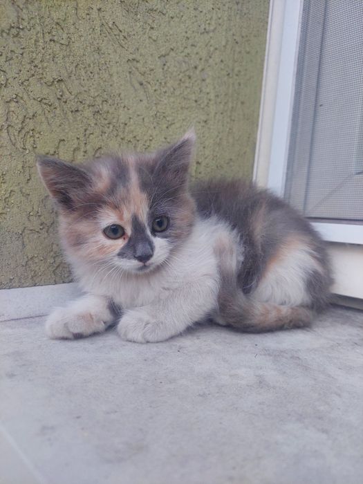 Коти кошенята можна забирати
