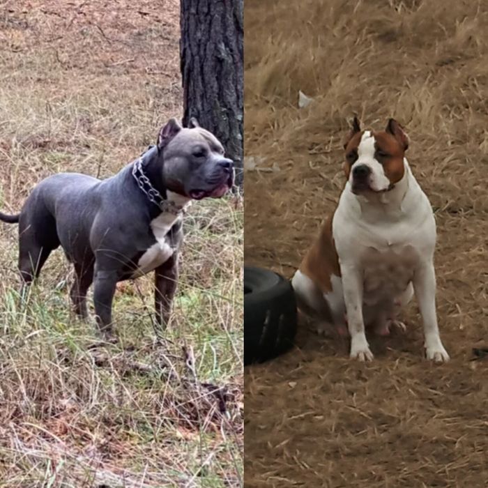 Продажа щенков стаффордширский терьер