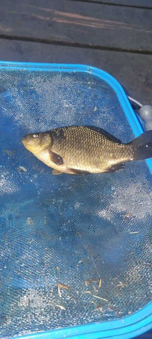 Narybek lina,karpia,amura,Tołpyga,Karaś pospolity