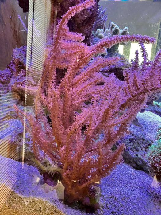 Koralowiec miękki Pseudogorgonia spp - akwarium morskie