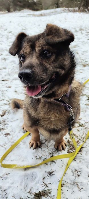 Uszko- wesoły mały i młody  piesek do adopcji