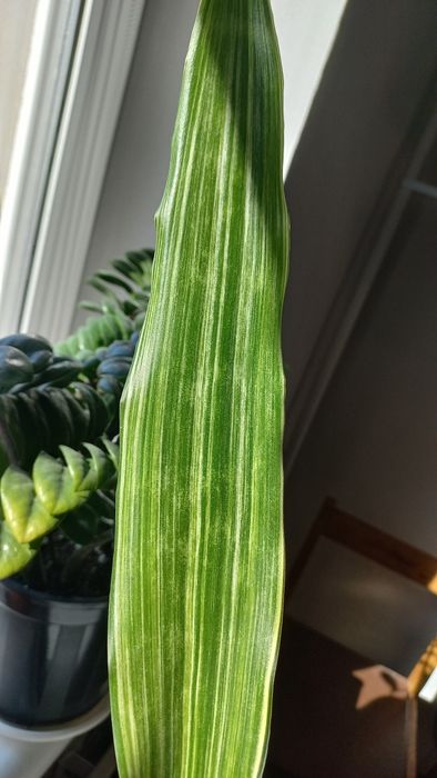 Сансевиерия White Striped Giant.