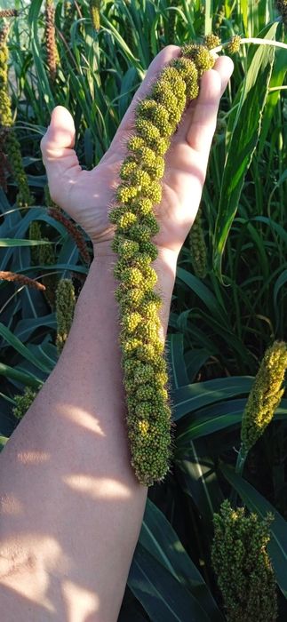 Просо чумиза ...