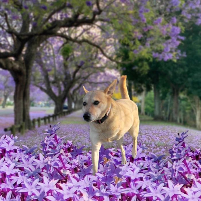 Trójłapka zwana aniołem