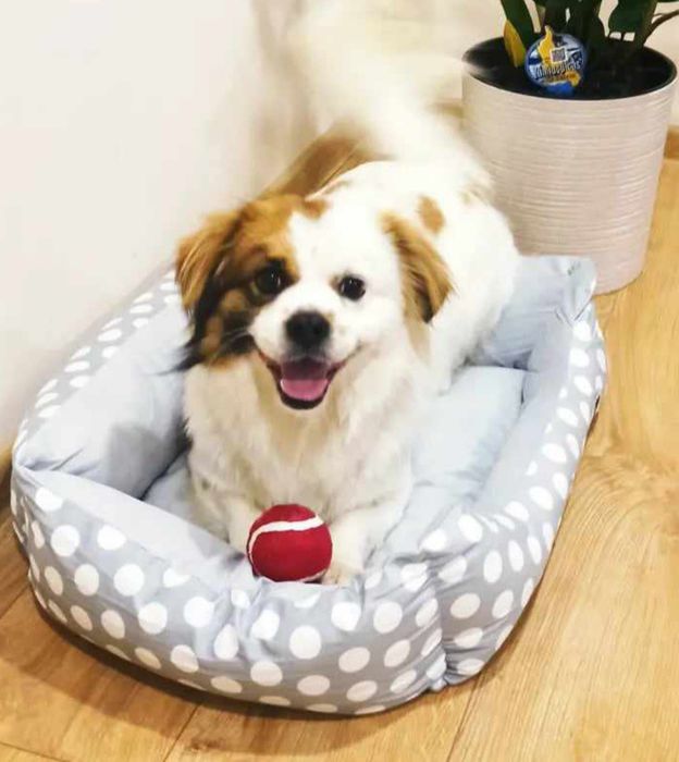 Zaginał piesek nasz ukochany