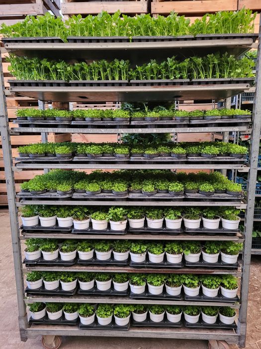 Rozsady warzyw / zioła doniczkowe hurt