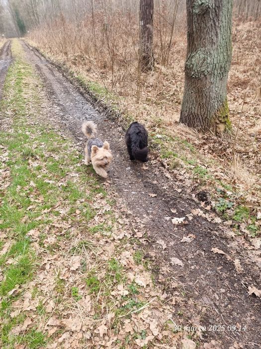 Opieka nad psami  u mnie w domu