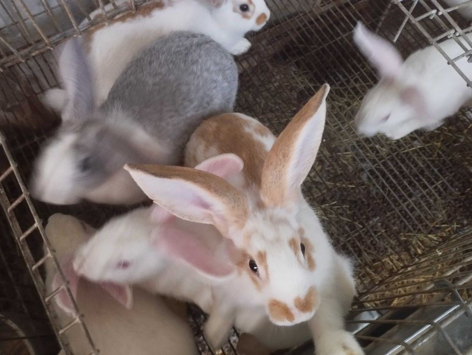 Coelhos (grandes, médio e pequeno) boa qualidade
