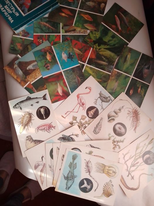 Карточки "Пёстрый мир аквариума" и "Доисторические реликты"