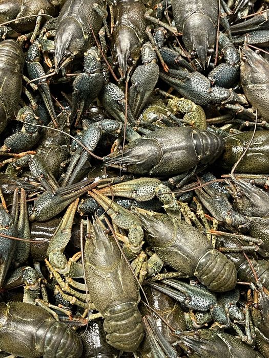 Живі та варені раки Черкаси!