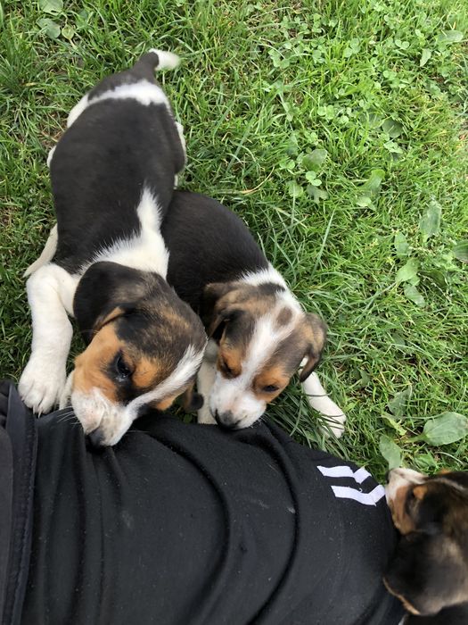 Естонці щенята