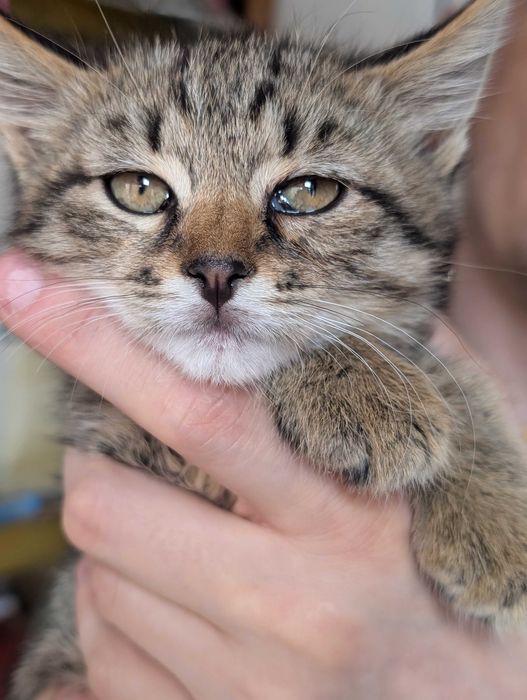 Кошеня 2 місяці шукає власників