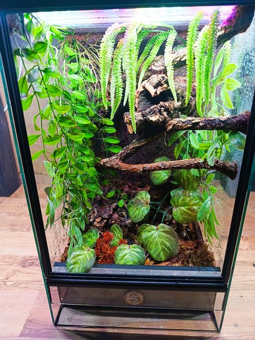 Terrarium 30x30x50 od ręki gekon