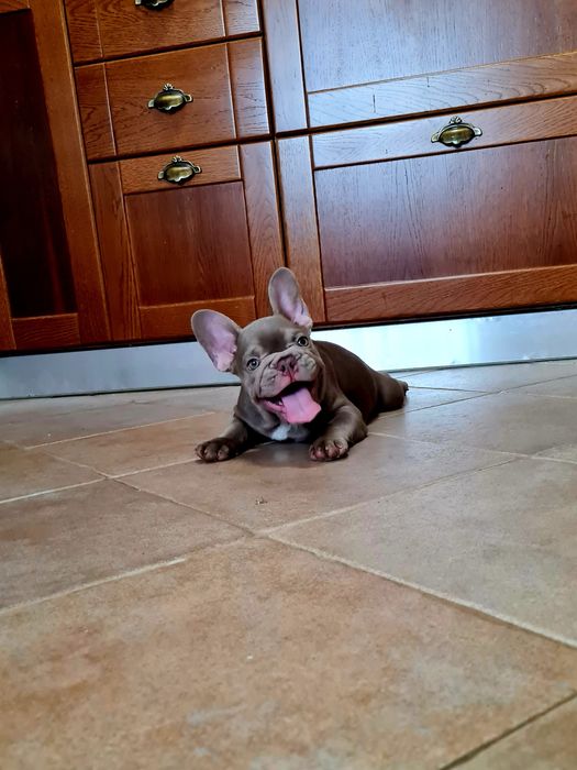 Excelente Bulldog/Bouledogue Francês de Qualidade