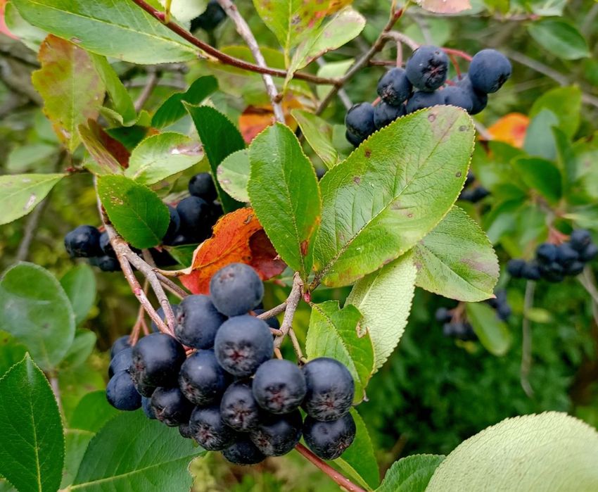 aronia 2,5kg wysylka