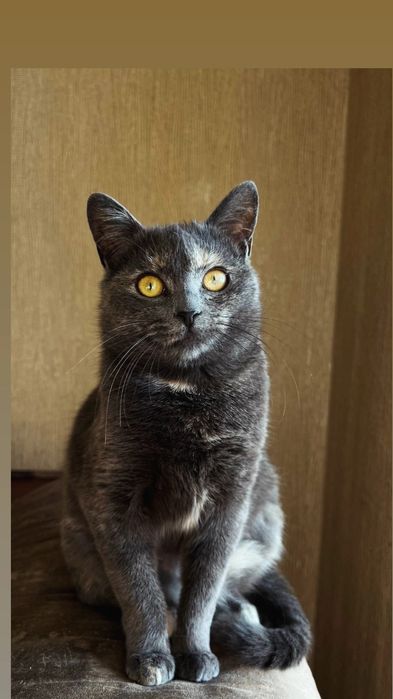 Отдам серую кошку,  метис русской голубой, стерилизована, 10 месяцев