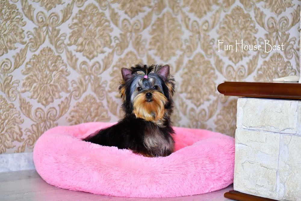 Мини эксклюзивчик - шикарная девочка йорк с очень густой шерстью!