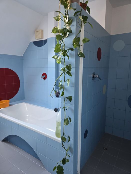 Epipremnum długie pędy