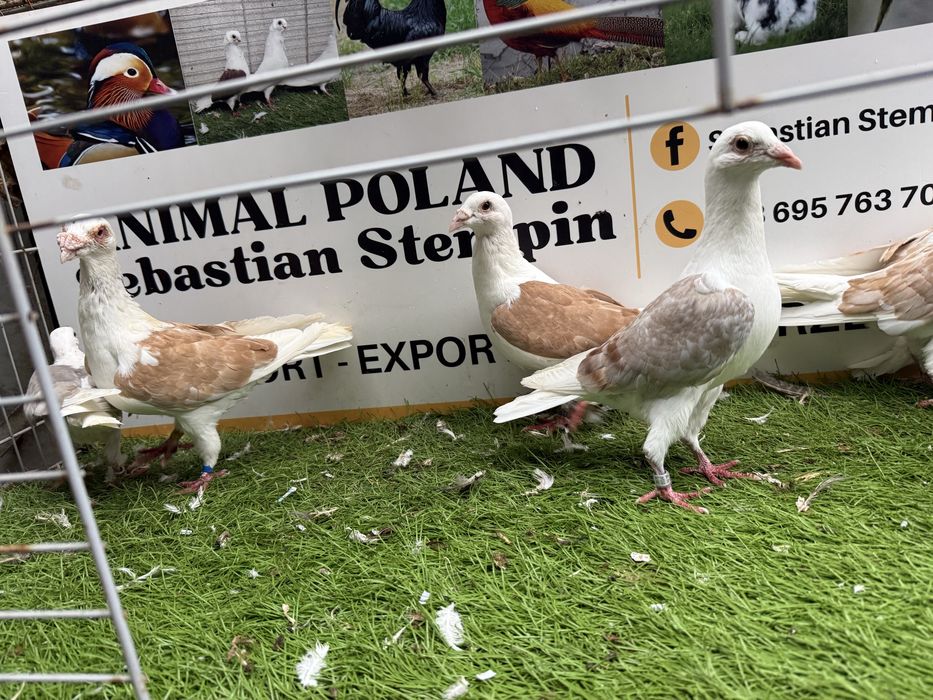 Gołębie .  Ślaskie tarczowe. Ślaski tarczowy . Możliwy transport
