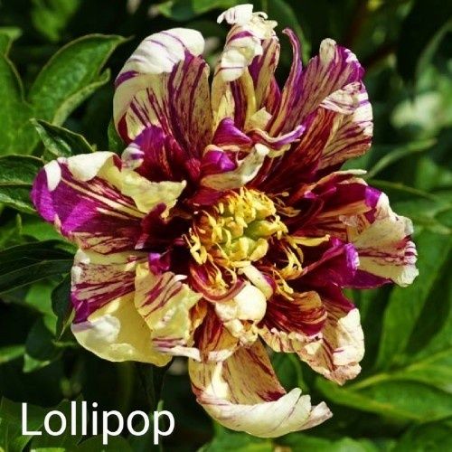 Півонії ІТО.Кореневища