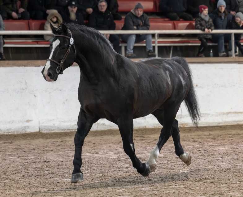 Ogier śląski Rik Stanówka
