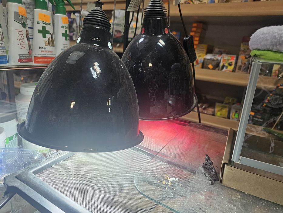 Agama brodata samiec .