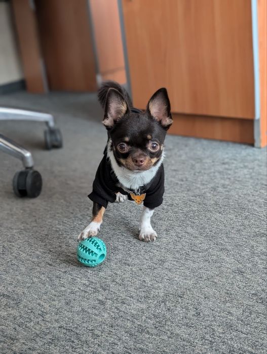 Горошок шукає дружину