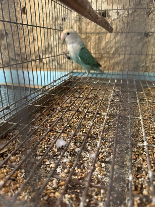 Agapornis varias variedades