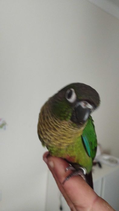 Pyrrhuas hipoxanta domesticadas