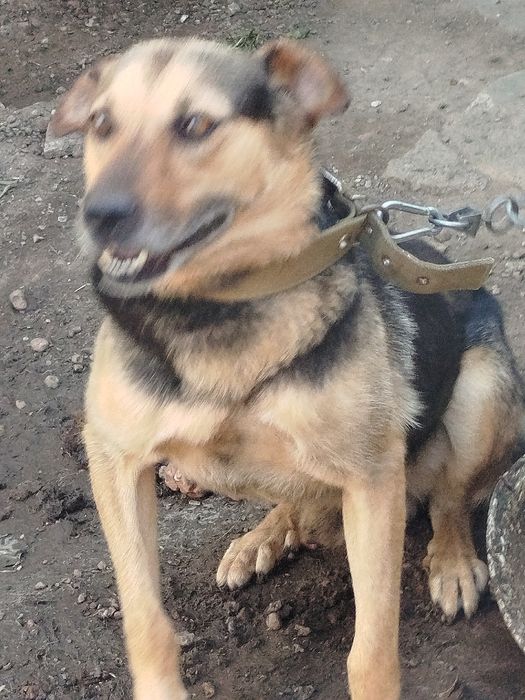 Собака ищет новый дом