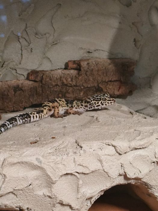 Profesjonalne podwieszane terrarium gekon lamparci