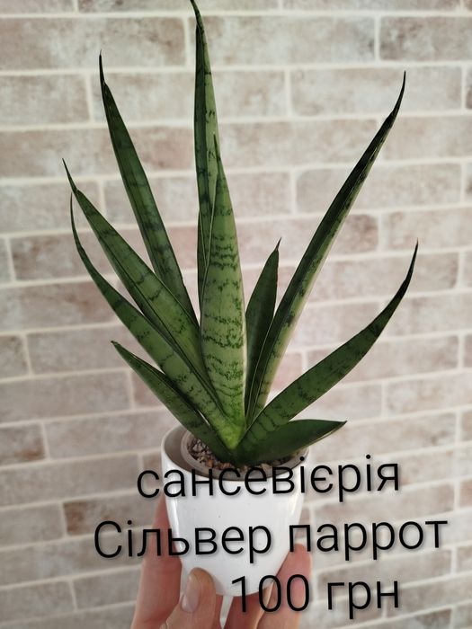 Сансевієрія Сільвер паррот, сансевиерия, сансев'єра.