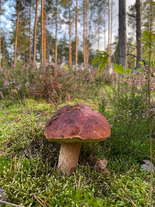 Romantyczny domek w lesie na wynajem / Prywatna balia/ Bory Tucholskie