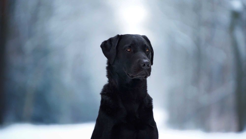 Labrador retriever FCI