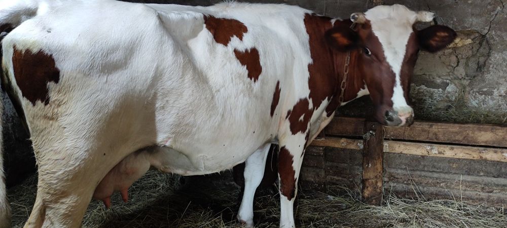 Продам айширку на хозяйство