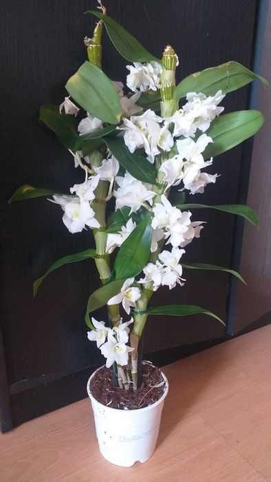 Орхидея Дендробиум Нобиле.